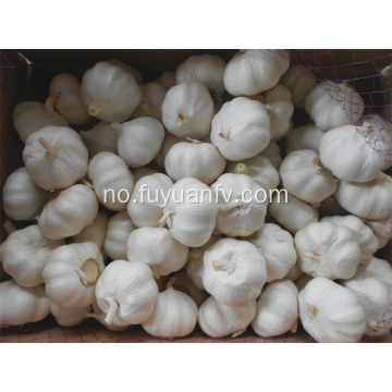 Jinxiang ren hvit hvitløk 6,0-6,5 cm
